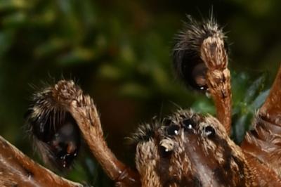 <i>Zoropsis spinimana</i>