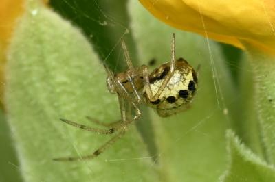 <i>Enoplognatha</i>