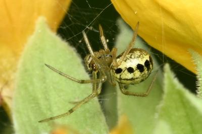 <i>Enoplognatha</i>