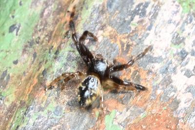 <i>Synema globosum</i>