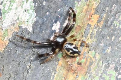 <i>Synema globosum</i>