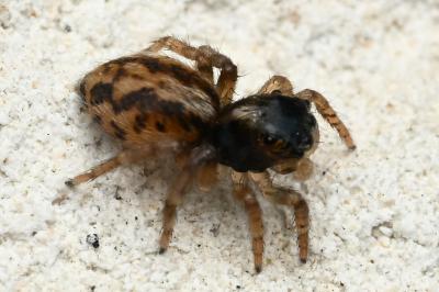 <i>Saitis barbipes</i>