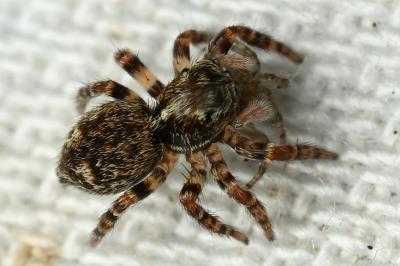 <i>Pseudeuophrys erratica</i>