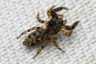 <i>Marpissa muscosa</i>