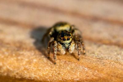 <i>Carrhotus xanthogramma</i>