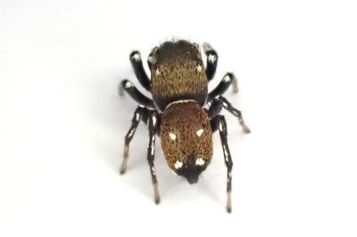 <i>Heliophanus kochii</i>