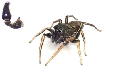 <i>Heliophanus cupreus</i>