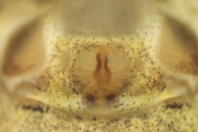 <i>Xysticus cristatus</i>