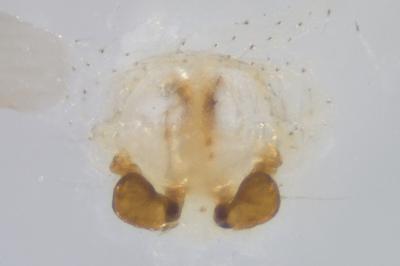 <i>Xysticus cristatus</i>