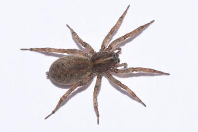 <i>Trochosa terricola</i>