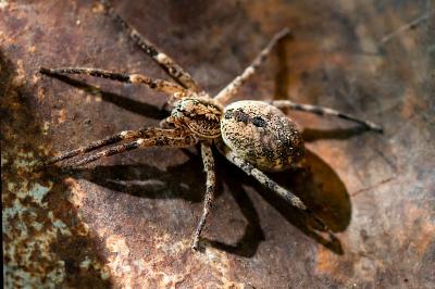 <i>Zoropsis spinimana</i>