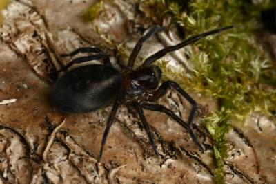 <i>Amaurobius ferox</i>