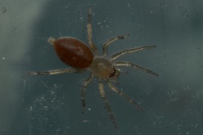 <i>Clubiona</i>
