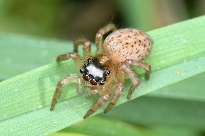 <i>Saitis barbipes</i>