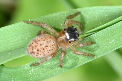 <i>Saitis barbipes</i>