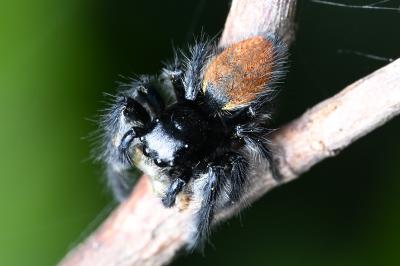 <i>Carrhotus xanthogramma</i>