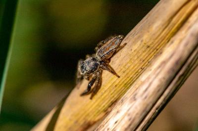 <i>Marpissa radiata</i>