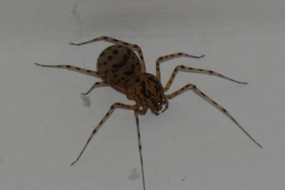 <i>Scytodes thoracica</i>