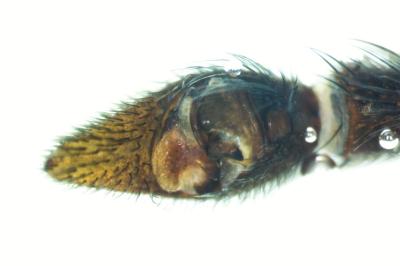 <i>Pardosa tenuipes</i>