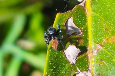 <i>Carrhotus xanthogramma</i>