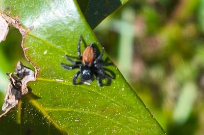 <i>Carrhotus xanthogramma</i>