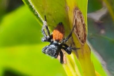 <i>Carrhotus xanthogramma</i>