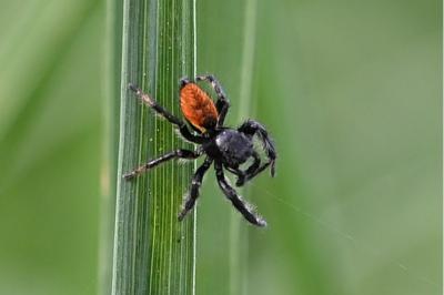 <i>Carrhotus xanthogramma</i>