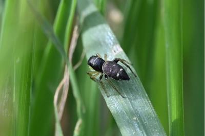 <i>Heliophanus cupreus</i>