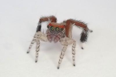 <i>Saitis barbipes</i>