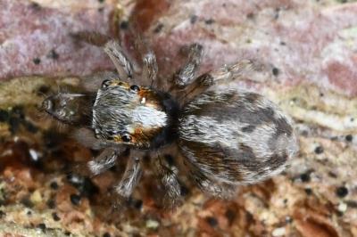 <i>Saitis barbipes</i>