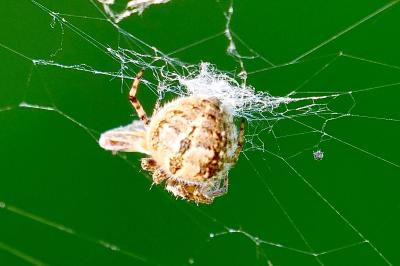 <i>Agalenatea redii</i>