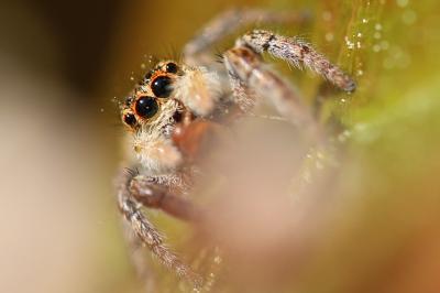 <i>Carrhotus xanthogramma</i>