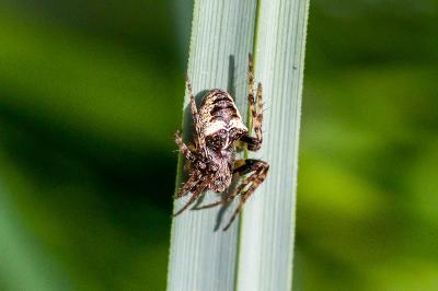 <i>Gibbaranea bituberculata</i>