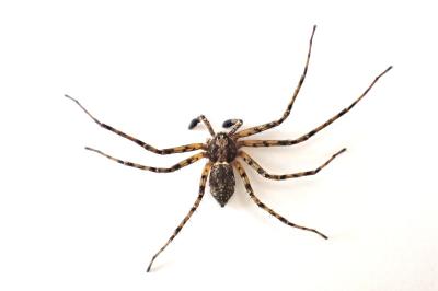 <i>Philodromus buxi</i>