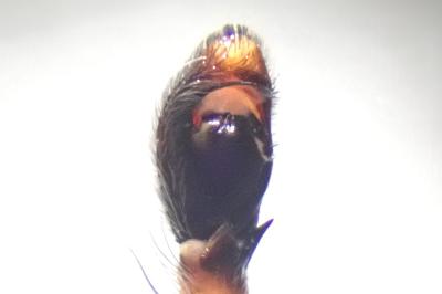 <i>Philodromus buxi</i>