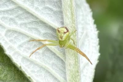 <i>Ebrechtella tricuspidata</i>