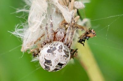 <i>Larinioides cornutus</i>