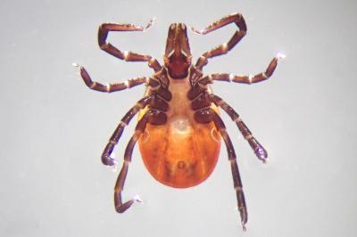 <i>Ixodes ricinus</i>