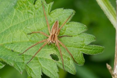 <i>Pisaura mirabilis</i>