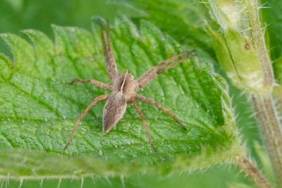 <i>Pisaura mirabilis</i>