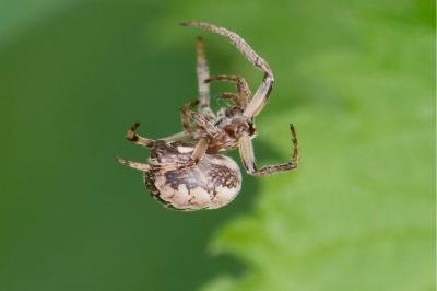 <i>Larinioides cornutus</i>