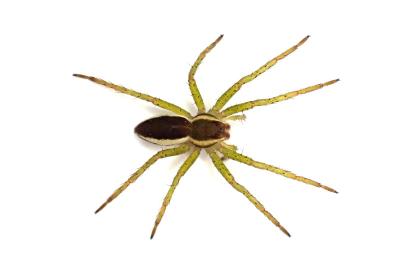 Dolomedes fimbriatus