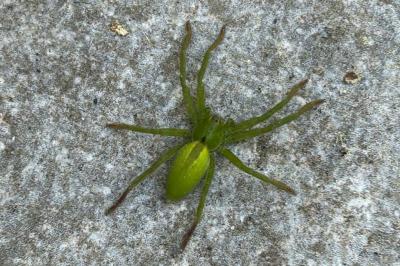 <i>Micrommata ligurina</i>