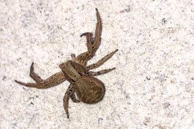 <i>Xysticus</i>