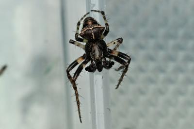 <i>Gibbaranea bituberculata</i>