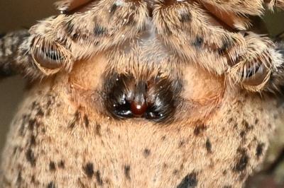 <i>Zoropsis spinimana</i>