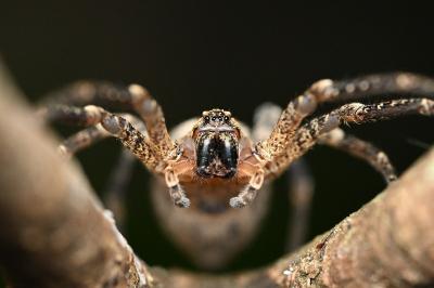 <i>Zoropsis spinimana</i>