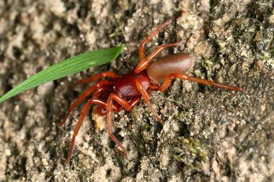 <i>Dysdera crocata</i>