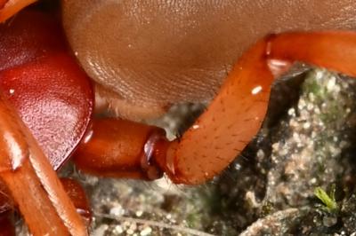 <i>Dysdera crocata</i>