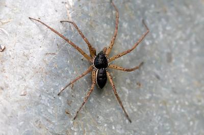 <i>Philodromus dispar</i>